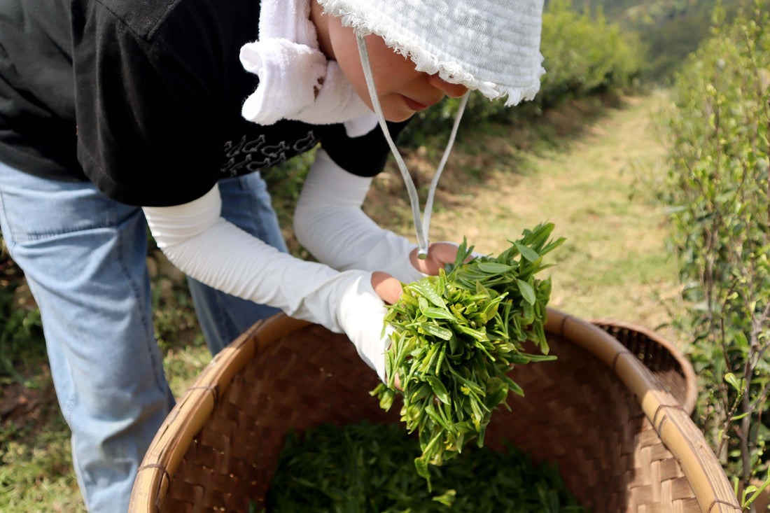 The shincha season - when the new tea is harvested