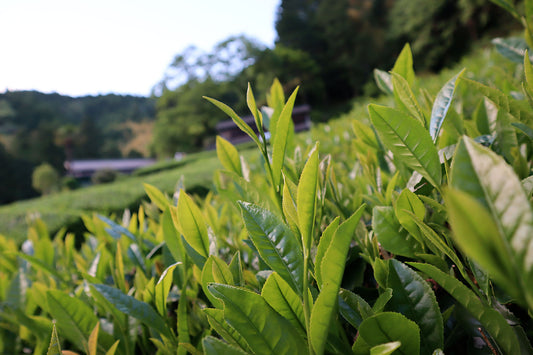 Japanese Tea: A Guide to Varieties