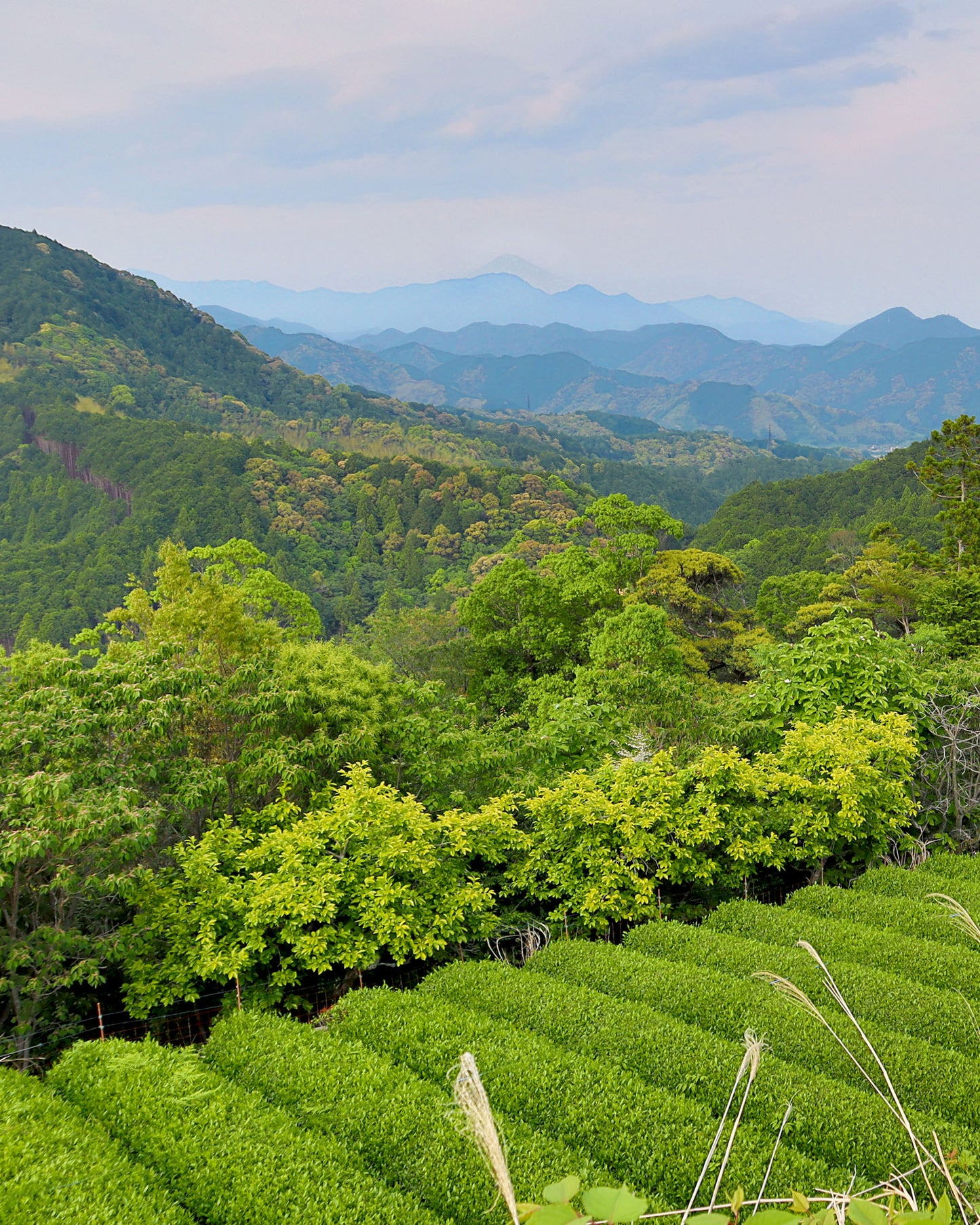 Honyama First-Pick High Grade Hojicha