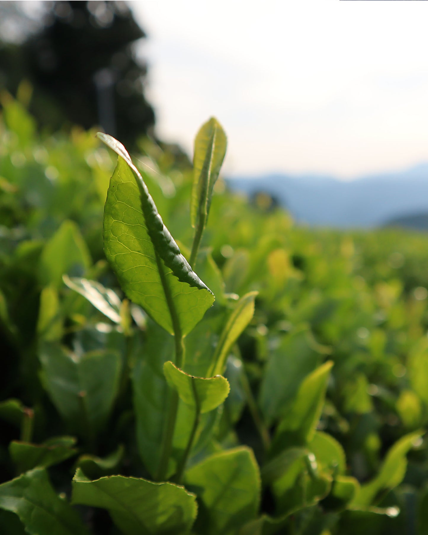 Honyama First-Pick High Grade Hojicha