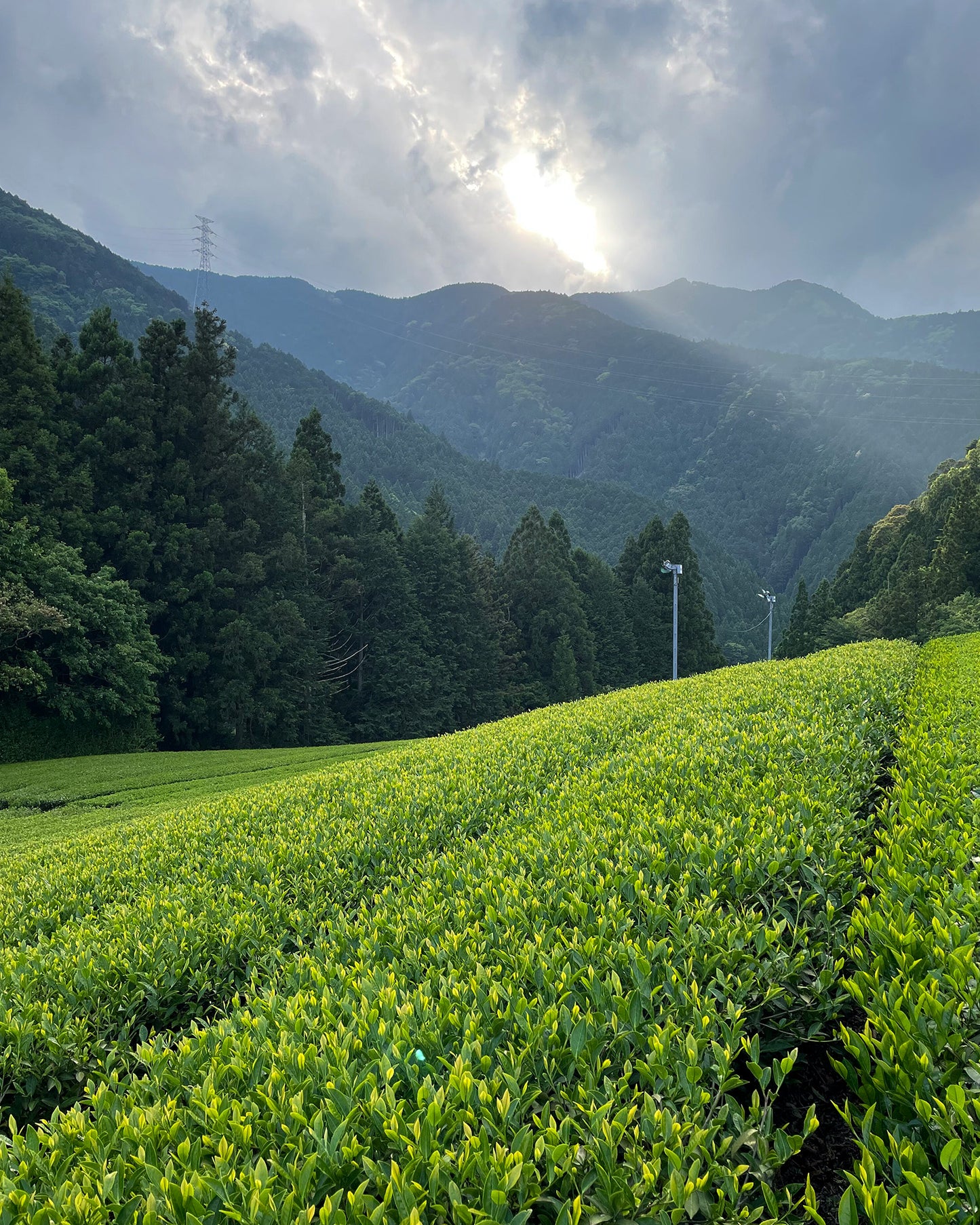 Tsuyuhikari cultivar tea fields, Shizuoka, Japan