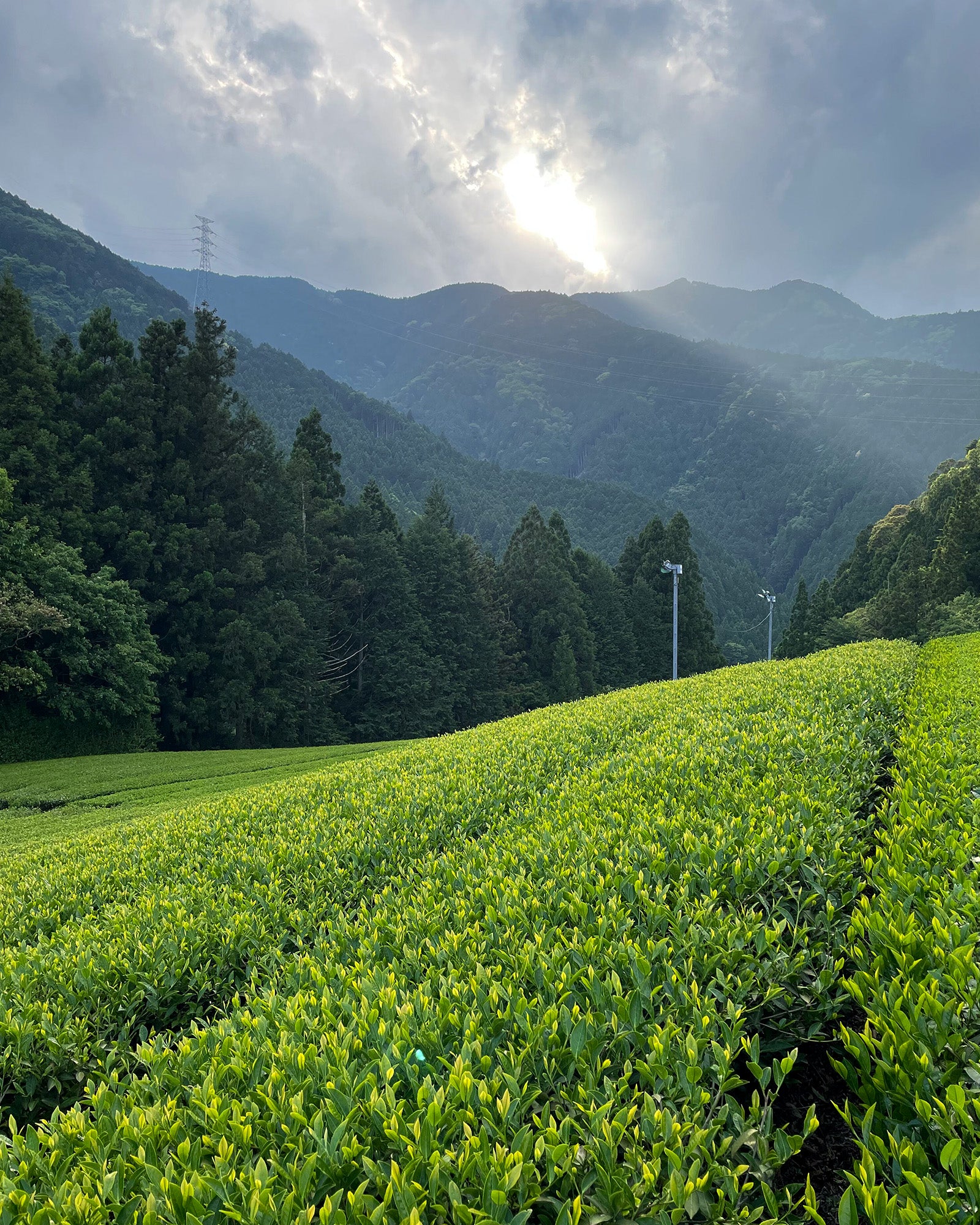 Tsuyuhikari cultivar tea fields, Shizuoka, Japan