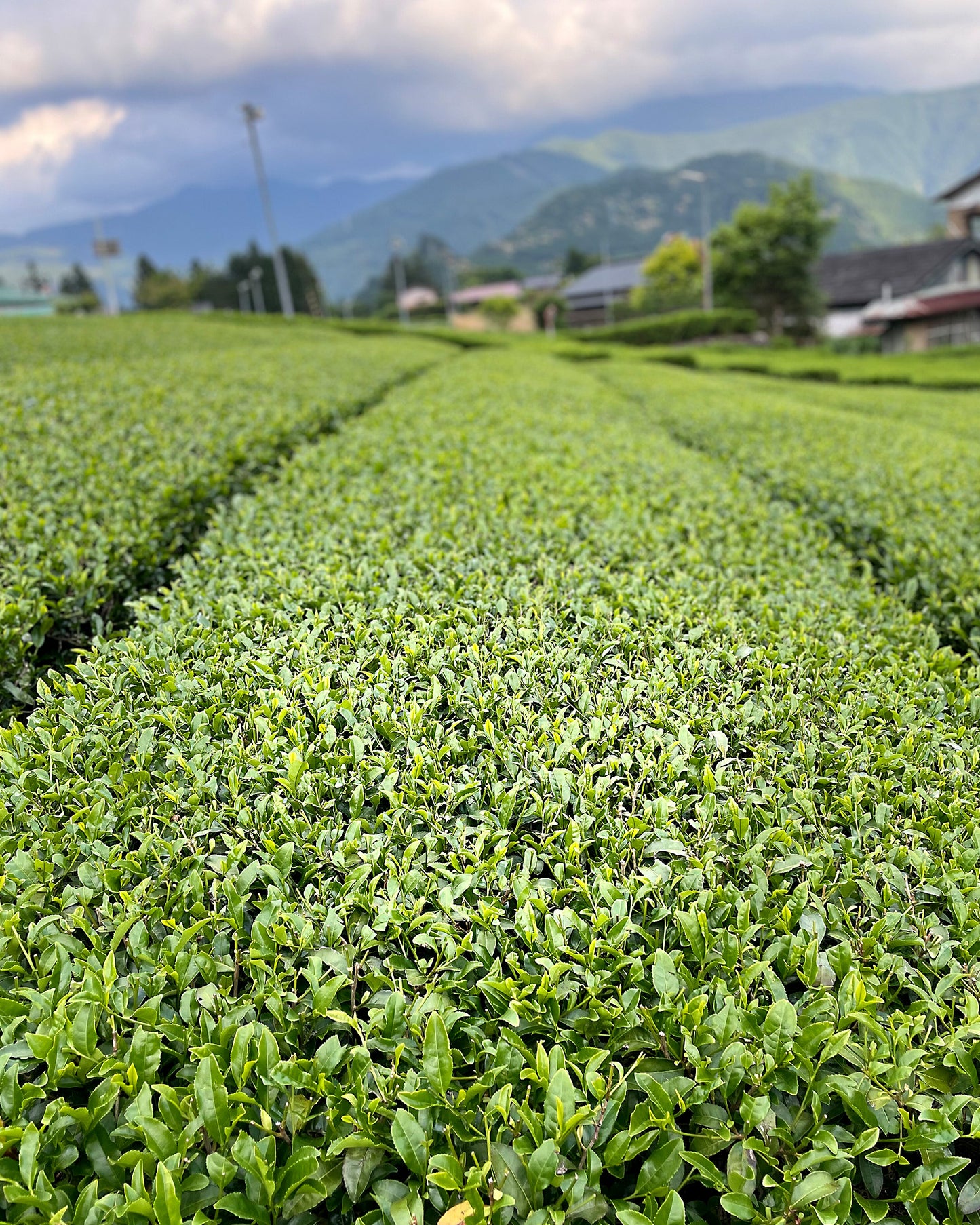 Tsuyuhikari Sencha